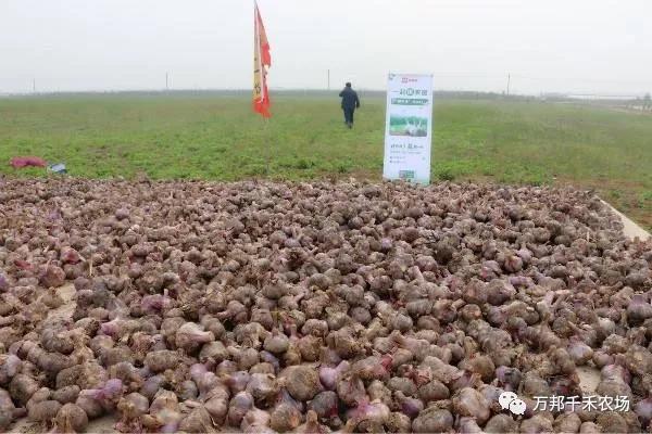 中牟县举行首届河南中牟互联网订单扶贫项目（大蒜）签约仪式(图3)