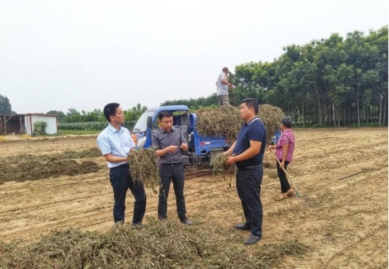 小小蒲公英，变身致富花 老家印象深入田间地头，收购村民种植的蒲公英(图2)