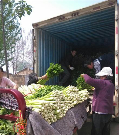 管城区非公企业伸出援助之手缓解中牟菜农压力(图1)